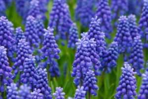 hyacinth-21687_1280