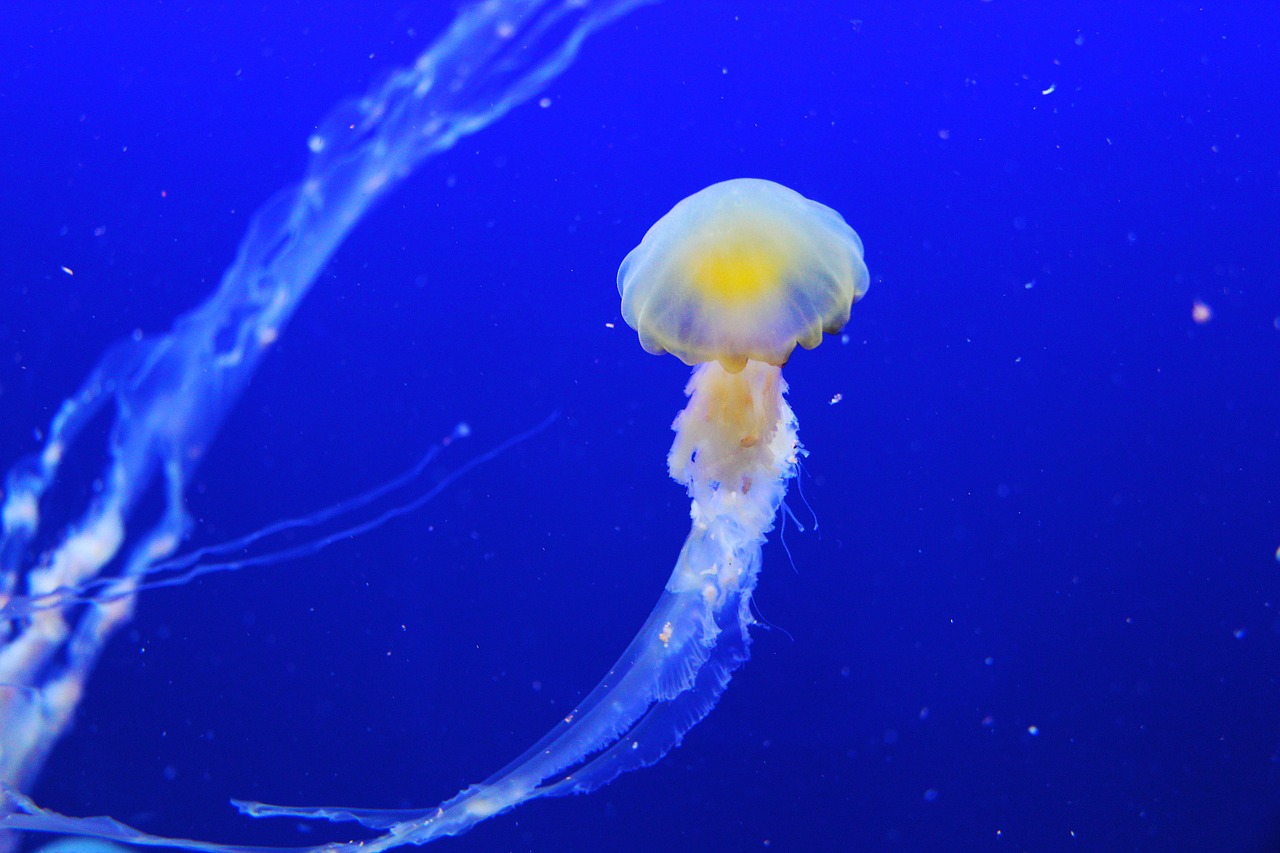 jellyfish-257860_1280